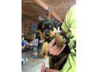 Rottweiler Puppy for sale in Klamath Falls, OR, USA