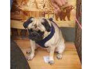 Pug Puppy for sale in Richfield, PA, USA
