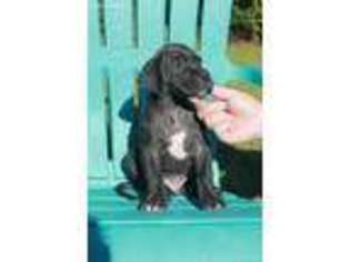 Great Dane Puppy for sale in Hattiesburg, MS, USA