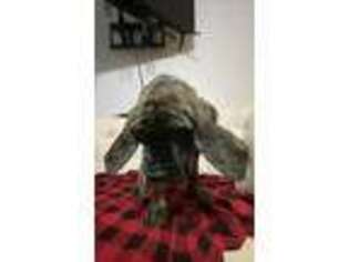 Mastiff Puppy for sale in Westfield, IN, USA