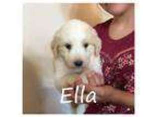 Great Pyrenees Puppy for sale in Eubank, KY, USA