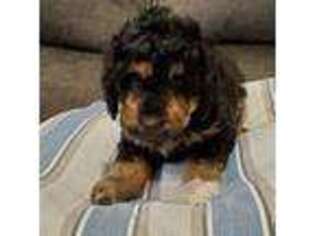 Mutt Puppy for sale in Sykesville, MD, USA