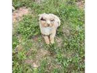 Australian Shepherd Puppy for sale in Haworth, OK, USA