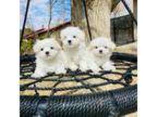 Maltese Puppy for sale in Palmdale, CA, USA