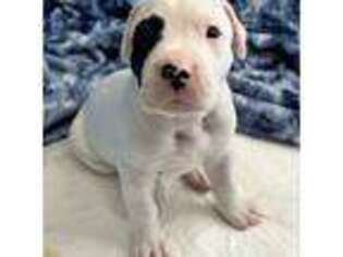 Dogo Argentino Puppy for sale in La Porte, TX, USA