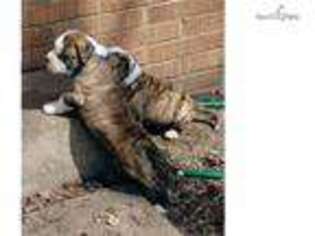 American Bulldog Puppy for sale in Janesville, WI, USA