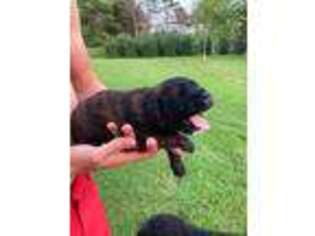 Saint Berdoodle Puppy for sale in Duanesburg, NY, USA