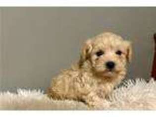 Mutt Puppy for sale in Kansas City, MO, USA