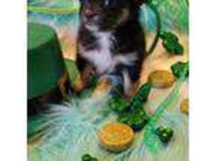 Chihuahua Puppy for sale in Troy, OH, USA