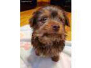 Yorkshire Terrier Puppy for sale in Oxford, WI, USA