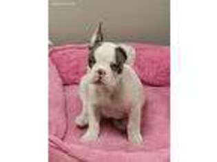 French Bulldog Puppy for sale in Rochester, MI, USA