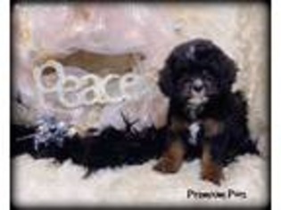 Cavapoo Puppy for sale in Creston, IA, USA