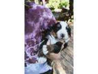 Bernese Mountain Dog Puppy for sale in Riverside, CA, USA