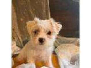 Maltese Puppy for sale in Soperton, GA, USA