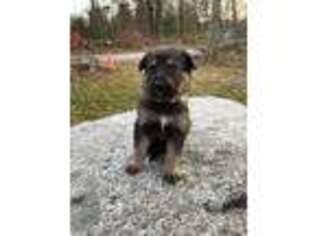 German Shepherd Dog Puppy for sale in Brooklyn, CT, USA