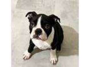 Boston Terrier Puppy for sale in Claremore, OK, USA