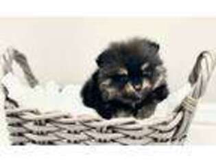 Pomeranian Puppy for sale in Salt Lake City, UT, USA