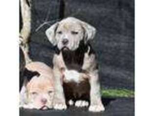 Mutt Puppy for sale in Fredericksburg, VA, USA