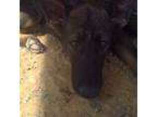 German Shepherd Dog Puppy for sale in Limestone, TN, USA