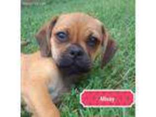 Puggle Puppy for sale in Topeka, KS, USA