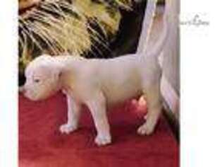 American Bulldog Puppy for sale in Louisville, KY, USA