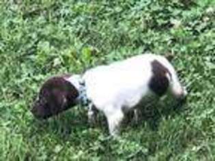 German Shorthaired Pointer Puppy for sale in Franklin, KY, USA