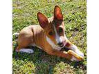 Basenji Puppy for sale in Elk River, MN, USA