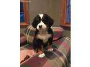 Bernese Mountain Dog Puppy for sale in Derry, NH, USA