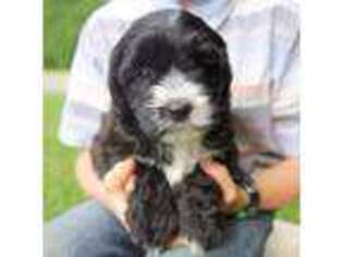 Saint Berdoodle Puppy for sale in West Salem, OH, USA