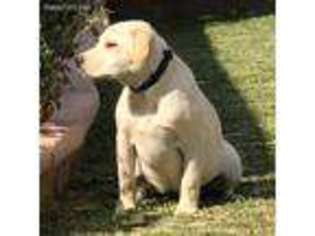 Labrador Retriever Puppy for sale in Norco, CA, USA