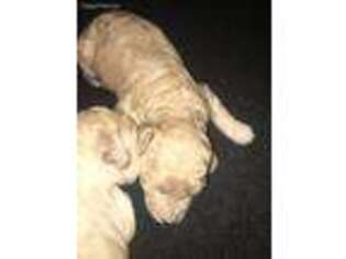 Goldendoodle Puppy for sale in Sneads Ferry, NC, USA