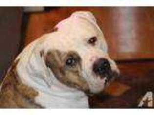 American Bulldog Puppy for sale in PILOT HILL, CA, USA