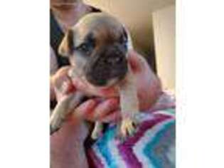 French Bulldog Puppy for sale in Westlake, LA, USA