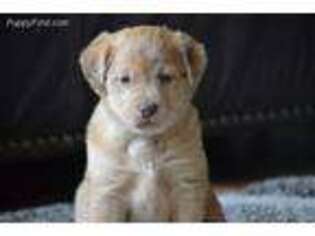 Labrador Retriever Puppy for sale in Clayton, WA, USA