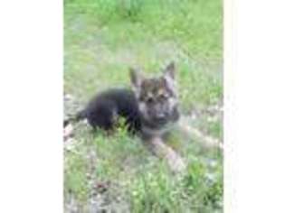 German Shepherd Dog Puppy for sale in Mexia, TX, USA