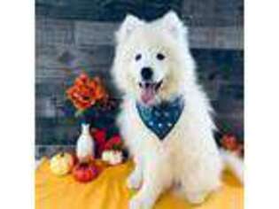 Samoyed Puppy for sale in Arcola, IL, USA