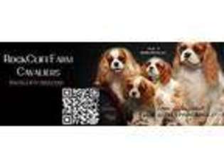 Cavalier King Charles Spaniel Puppy for sale in LINEVILLE, AL, USA