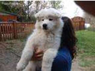 Samoyed Puppy for sale in Paonia, CO, USA