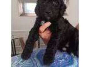 Goldendoodle Puppy for sale in Plano, TX, USA