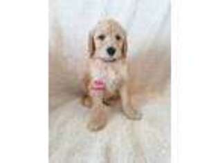 Goldendoodle Puppy for sale in Sikeston, MO, USA