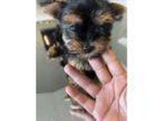 Yorkshire Terrier Puppy for sale in Jonesboro, GA, USA