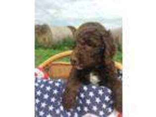Mutt Puppy for sale in Mount Vernon, SD, USA