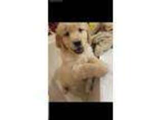 Golden Retriever Puppy for sale in Medina, OH, USA