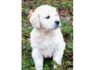 Golden Retriever Puppy for sale in Rossville, IN, USA