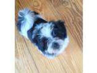Havanese Puppy for sale in Freeman, MO, USA