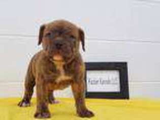 Olde English Bulldogge Puppy for sale in Tiffin, OH, USA