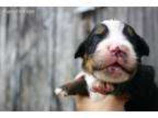 Bernese Mountain Dog Puppy for sale in Pelahatchie, MS, USA
