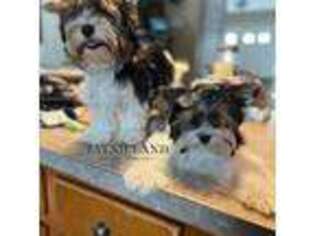 Biewer Terrier Puppy for sale in Wells, ME, USA