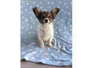 Papillon Puppy for sale in Fresno, OH, USA