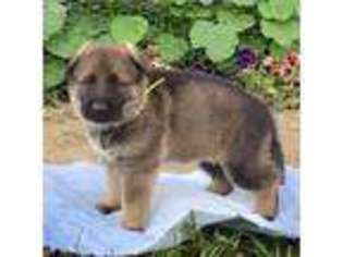 German Shepherd Dog Puppy for sale in Addison, MI, USA